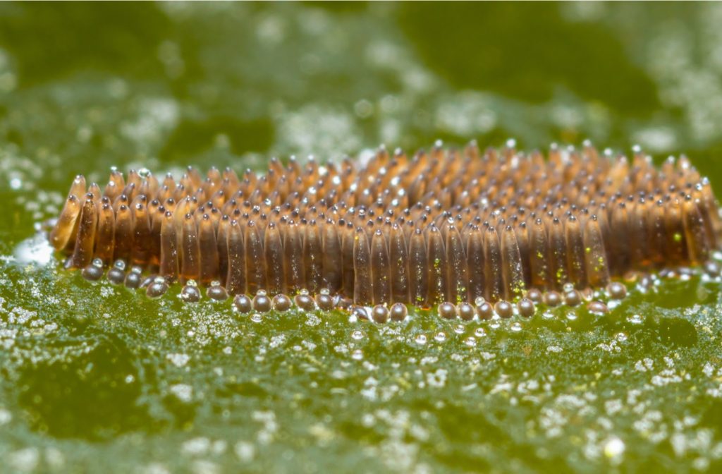 Mosquito eggs resting on the surface of a garden pond