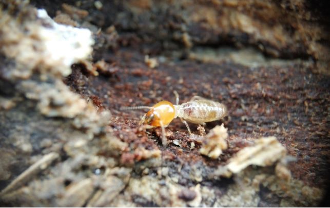 Close up of drywood termite