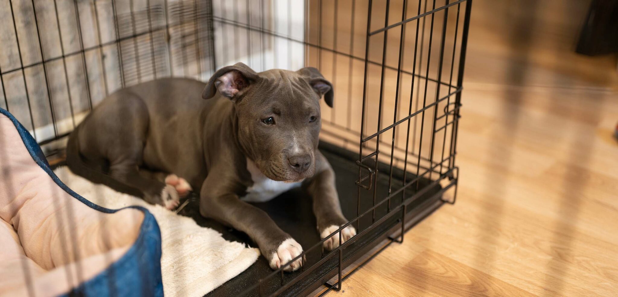 Is Pest Control Safe for Pets?