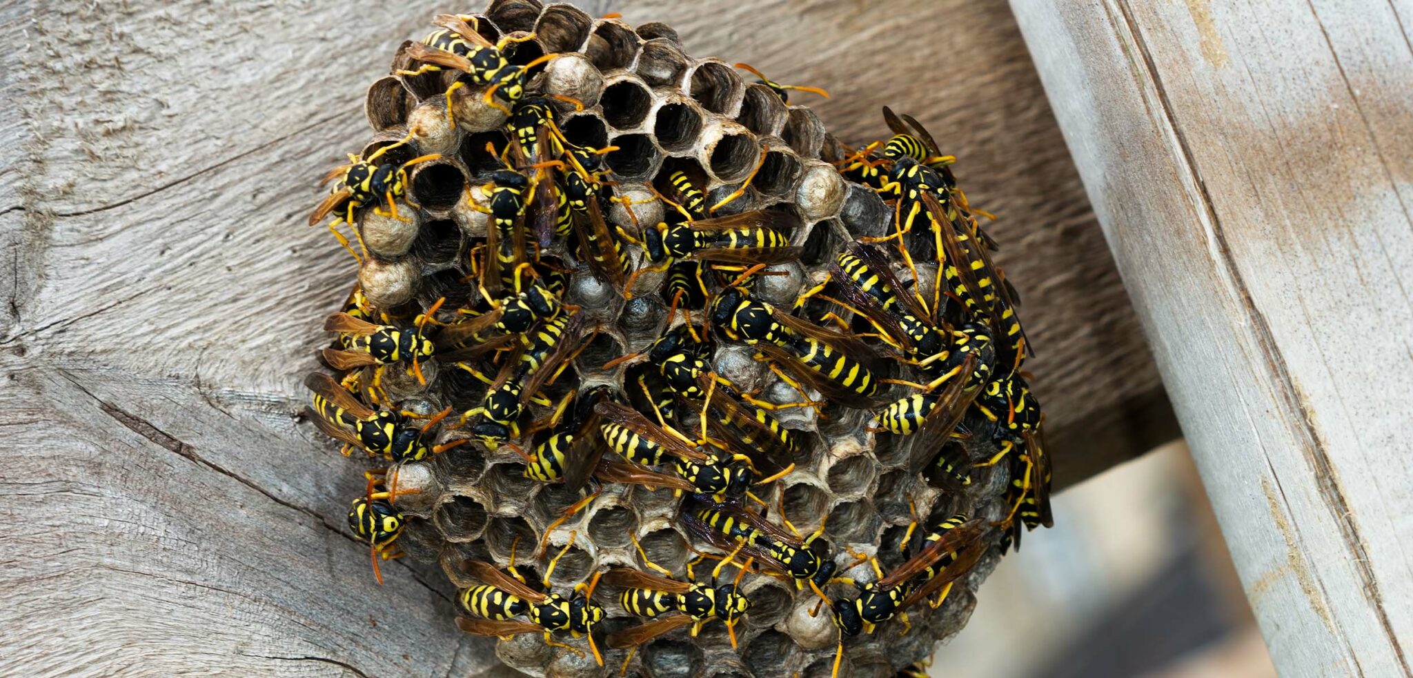 How to Keep Wasps Away From Your Home Central California