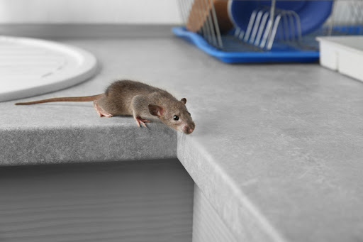 Little grey mouse standing on corner of kitchen countertop with plate and dishrack behind him.