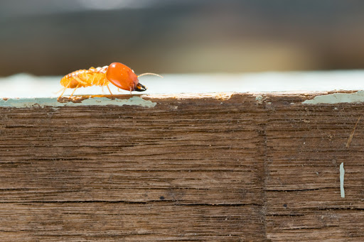 A termite on a plank of wood.