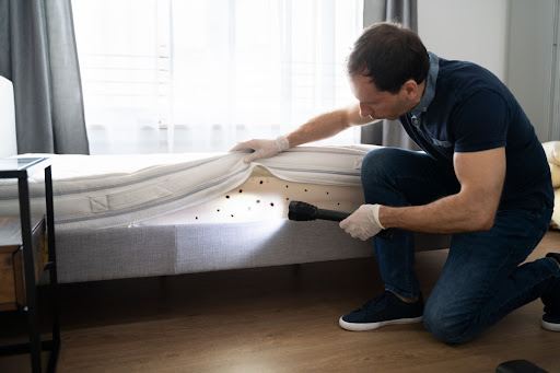 A man looking for bed bugs beneath a mattress in a home with a flashlight.