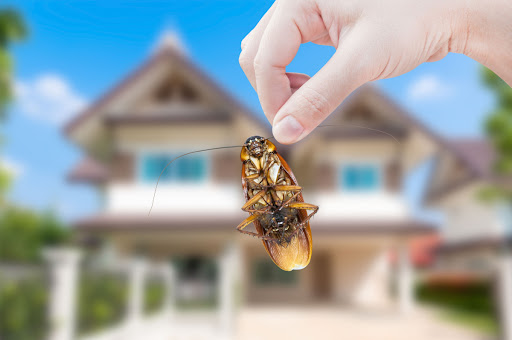 A hand holding a cockroach in front of a house.