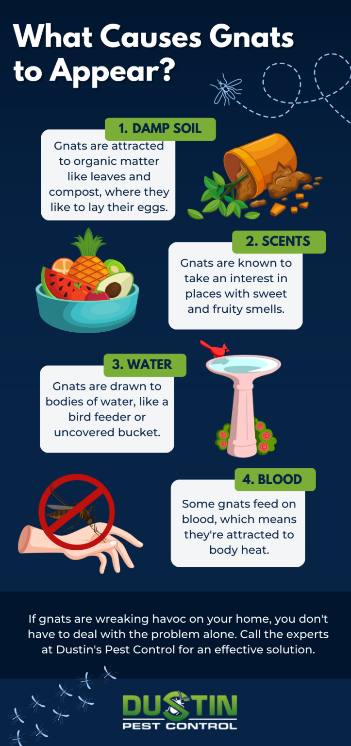 Where Do Gnats Breed?