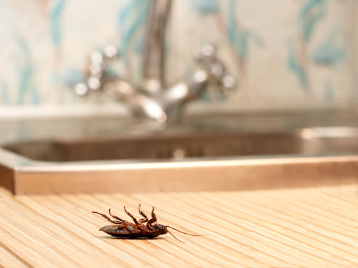 A dead cockroach on its back near a sink.