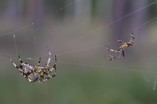 Two spiders walking upside on a web approaching each other during spider mating season.