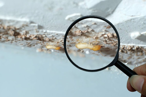 A hand holding a magnifying glass up to termites.