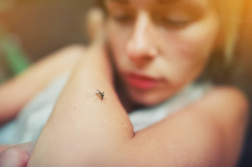 A mosquito on a woman's arm.