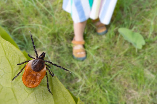 A tick sitting on a leaf; a child stands off to the side in the grass.