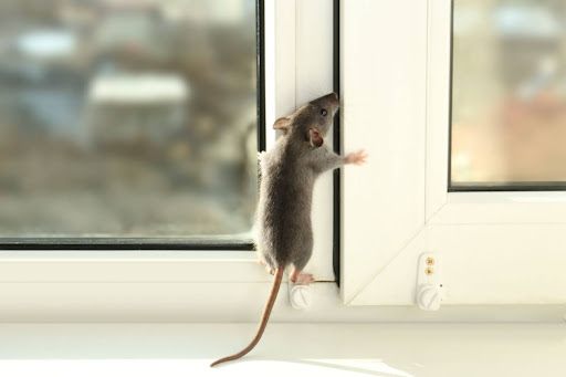 A mouse climbing a window.