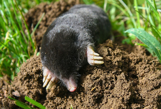 A mole emerging from a dirt hole in the ground.