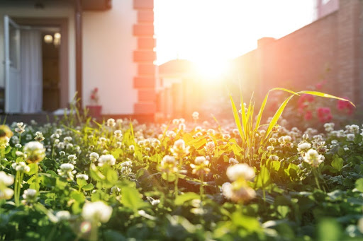 A lawn with weeds.