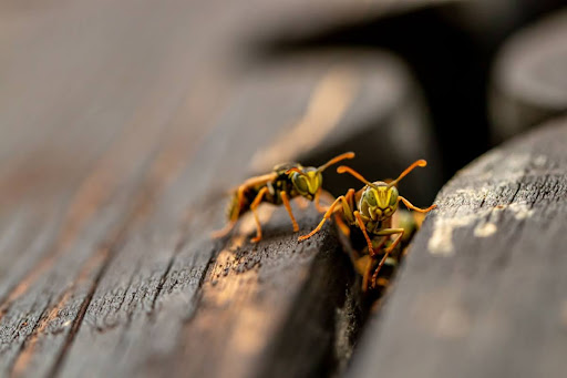 Two wasps near wood.