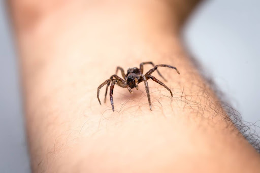 A spider crawling on an arm.