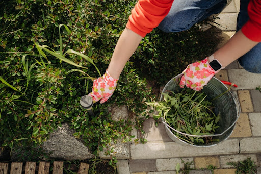 A gardener pulling weeds and putting them in a pail.