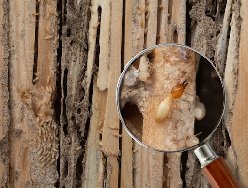 A magnifying glass being used to clearly see termites on wood.