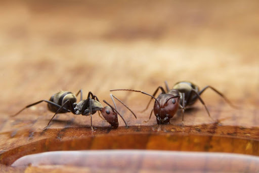 Two ants drinking water on a table.