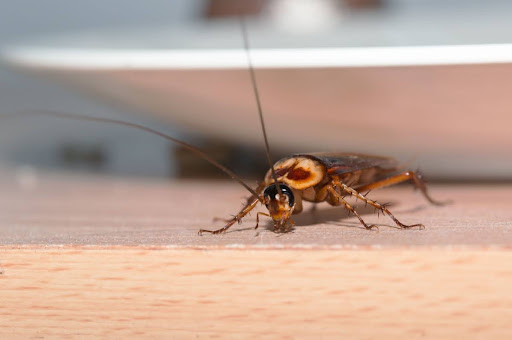 A close-up of a cockroach.