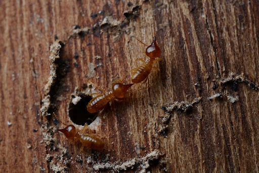 Termites crawling out of a hole in wood.