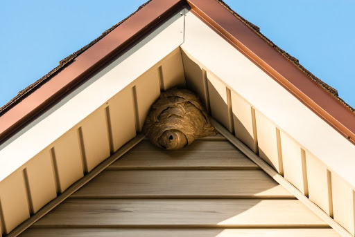 A wasp nest under roof eaves on a house.