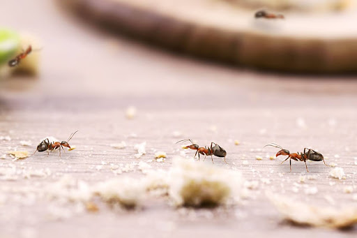 Ants crawling over crumbs on a wood surface.