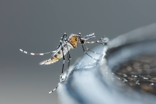 A mosquito on a bird bath.