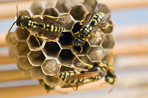 Wasps on a wasp nest.