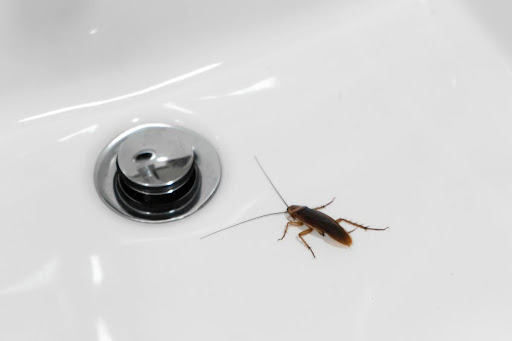 A cockroach in a sink near a drain.
