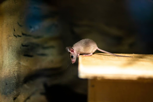 A mouse on a wooden surface.