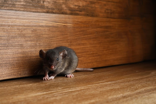 A mouse on a wooden surface.